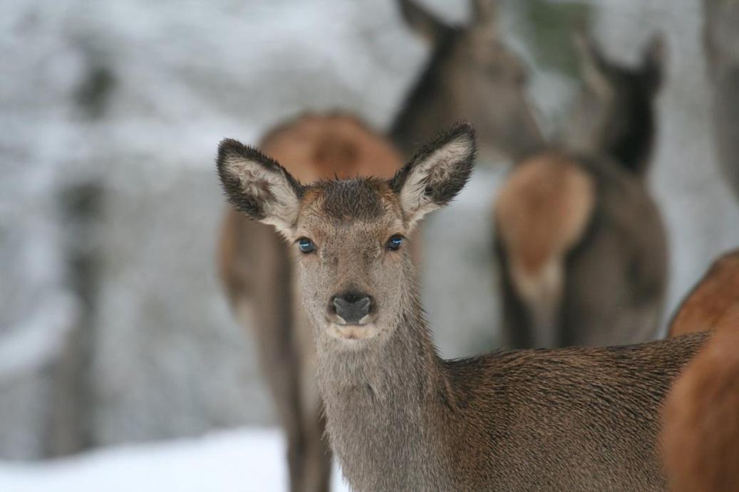 Le Cerf Pantin rez de jardin Apartment Saint-Hubert Exterior foto